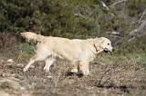 GOLDEN RETRIEVER 595